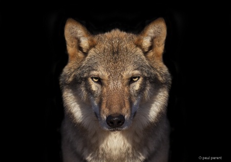 Lone Wolf
