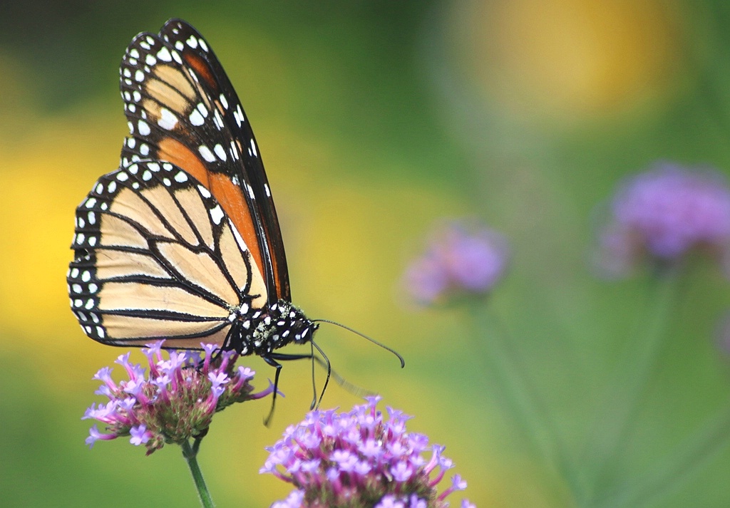 Magnificent Monarch