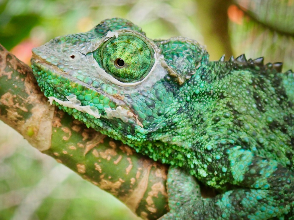 A close look at a shedding chameleon