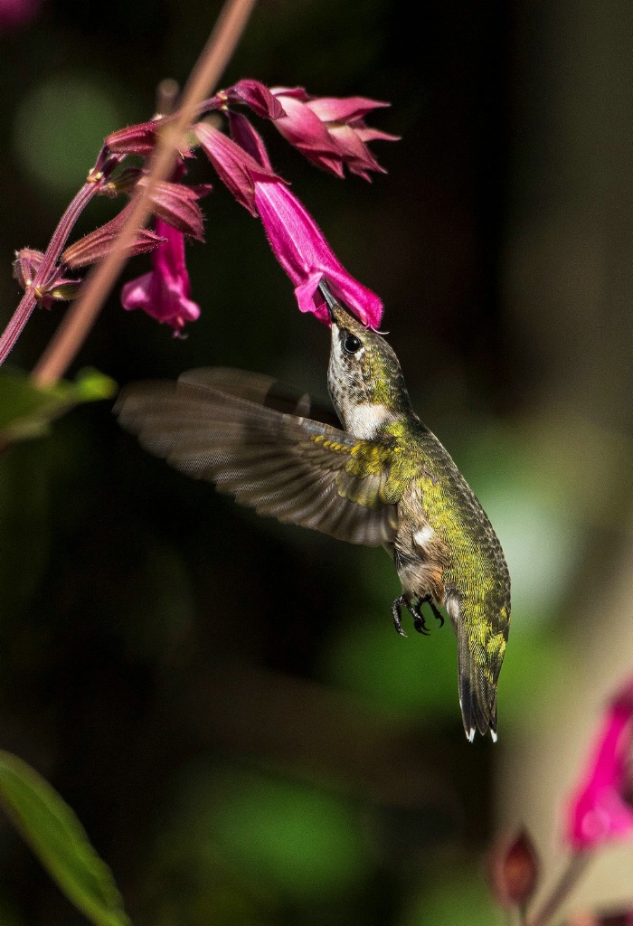 Hummingbird #13 - ID: 15613425 © Michael Cenci
