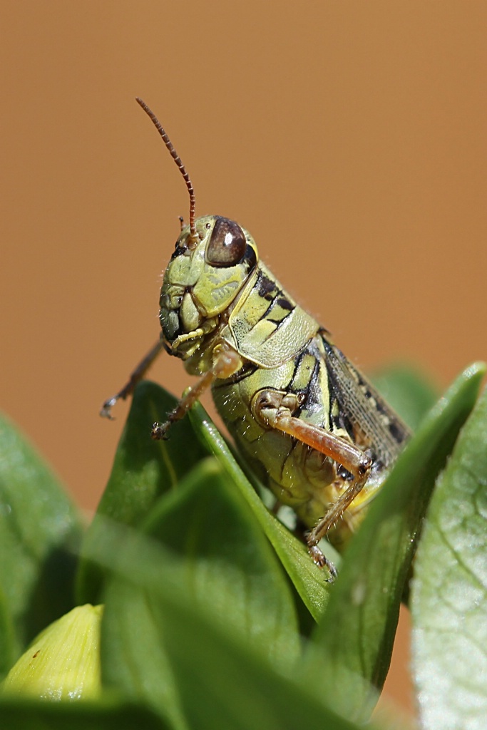 Grasshopper