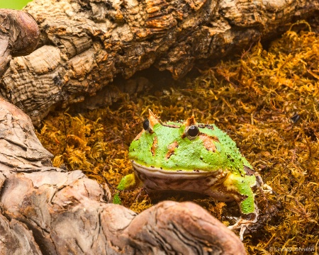 Duck-billed Tree Frog