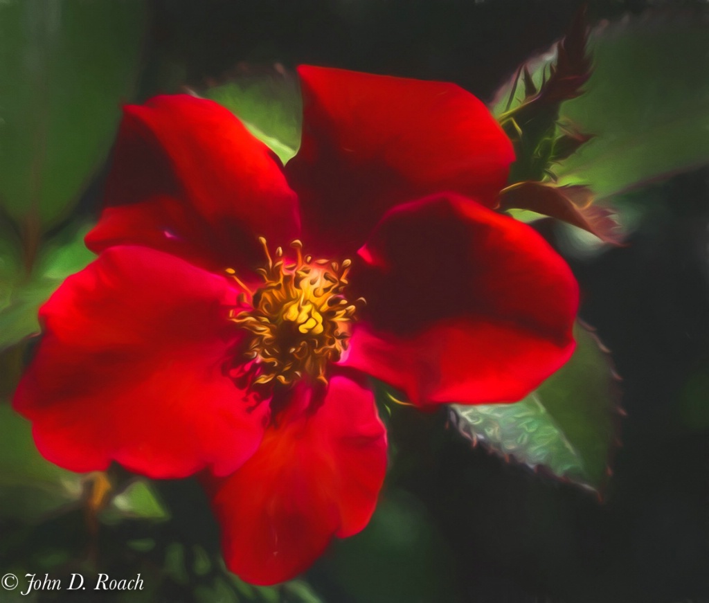 Red Velvet Rose - ID: 15613793 © John D. Roach