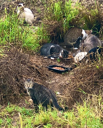 Feral Colony