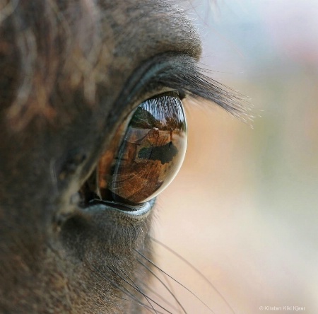 Looking Into The Gentle Eye Of A Horse