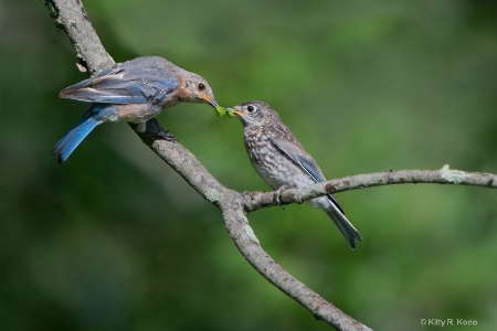 Bluebird Papa Sharing Breakfast