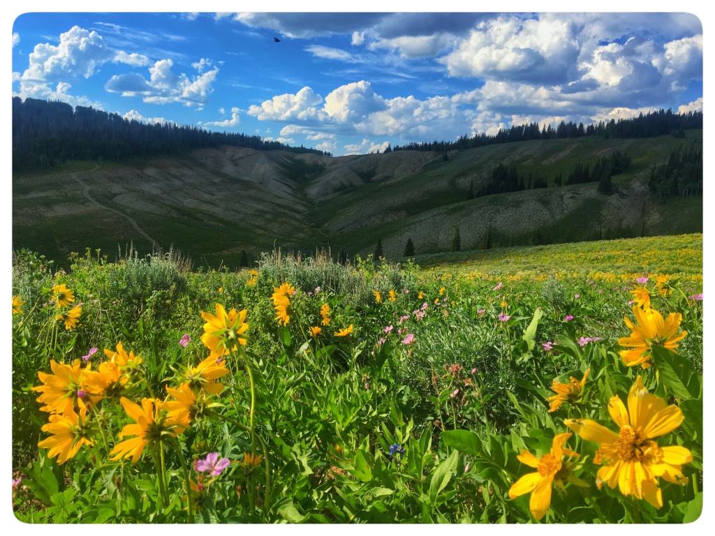 ~ Wyoming Wildflowers ~  - ID: 15614252 © Trudy L. Smuin