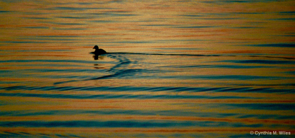 Lone Duck - ID: 15614376 © Cynthia M. Wiles