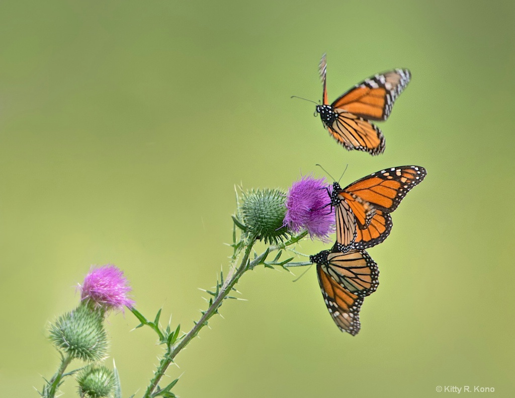 Three Monarchs in Valley Forge