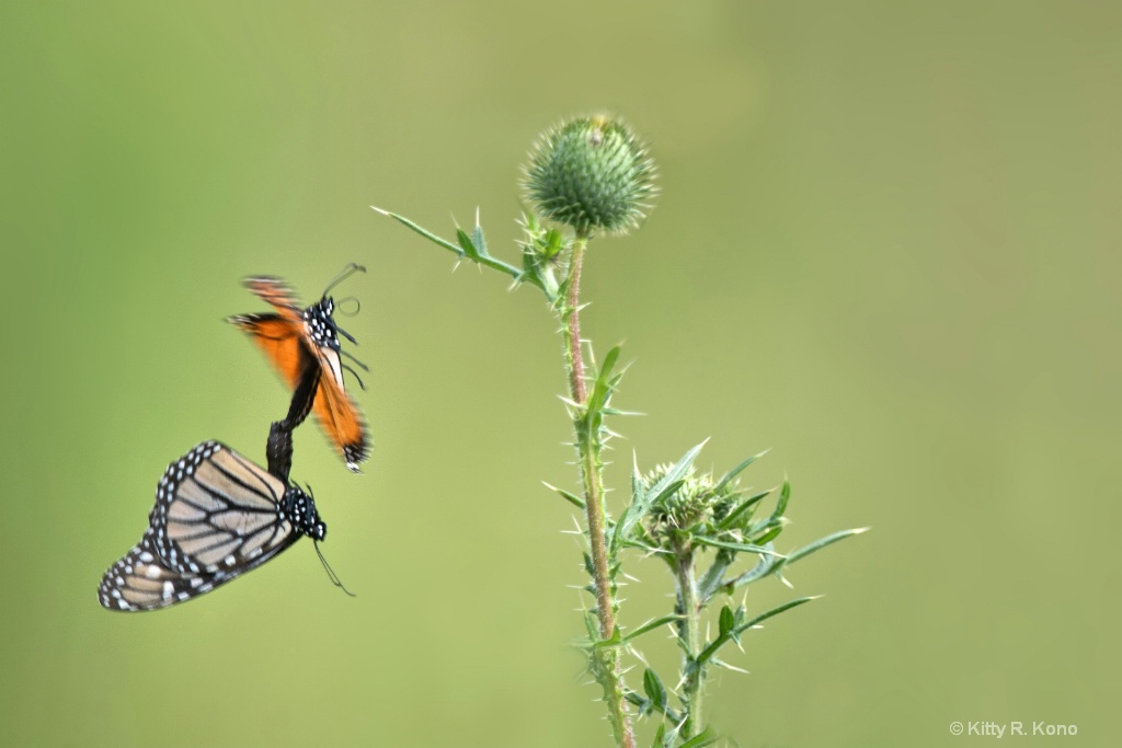 Mating Monarchs in Mid Flight - ID: 15614914 © Kitty R. Kono