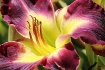 Stunning Day Lily