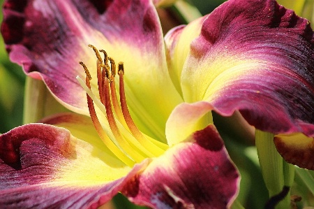 Stunning Day Lily