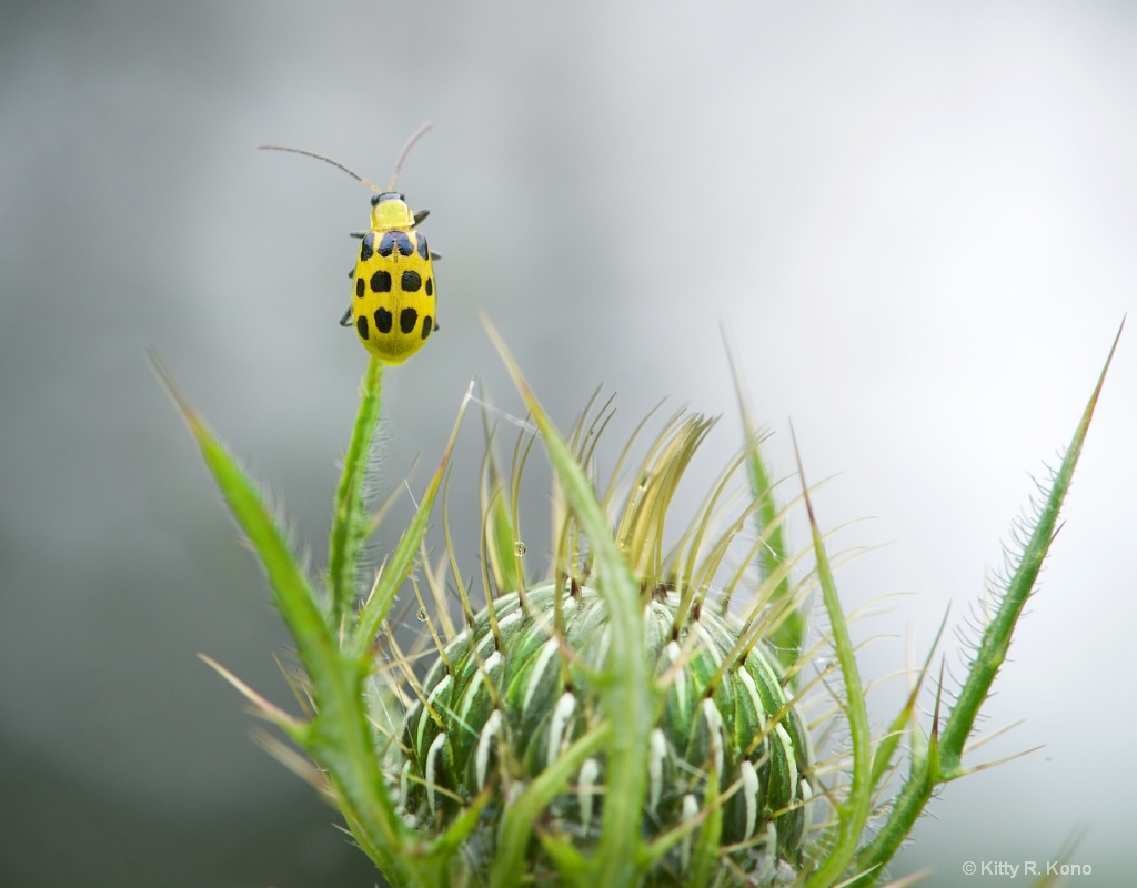 Cucumber Beetle Checks Out the Great Beyond - ID: 15615930 © Kitty R. Kono