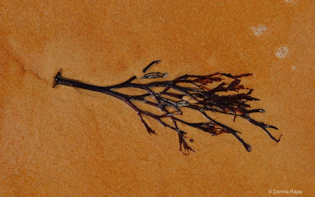 seaweed in sand