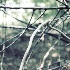 © Karen E. Michaels PhotoID # 15616196: muted branches