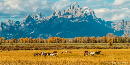 Wild Horses in Tetons