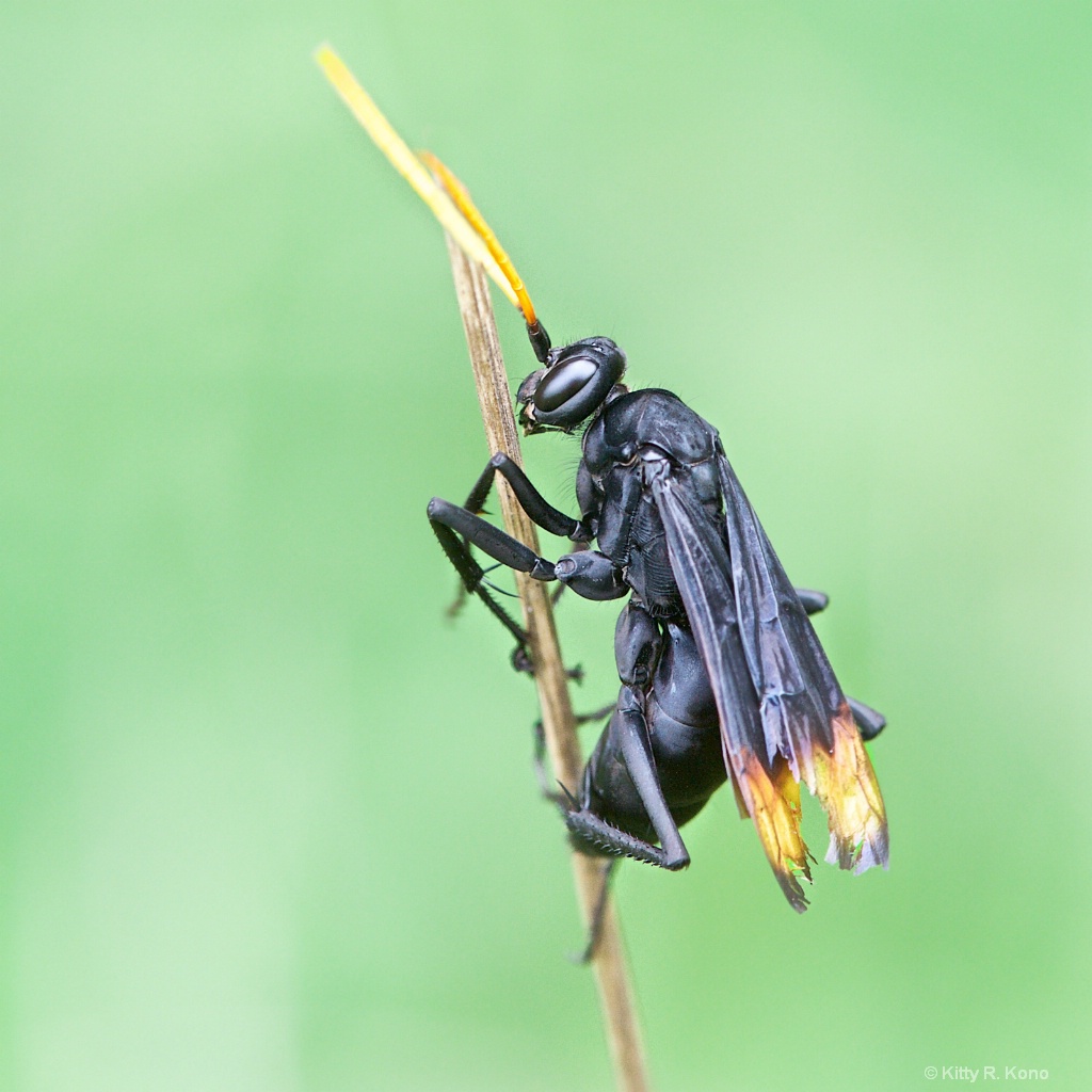 Darth Vader Like Spider Wasp - ID: 15616394 © Kitty R. Kono