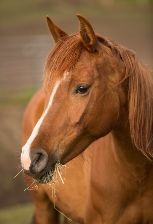 Profiles in Equine