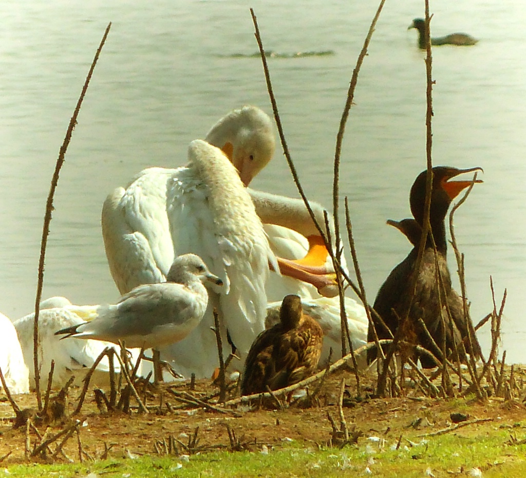 Winged Friends