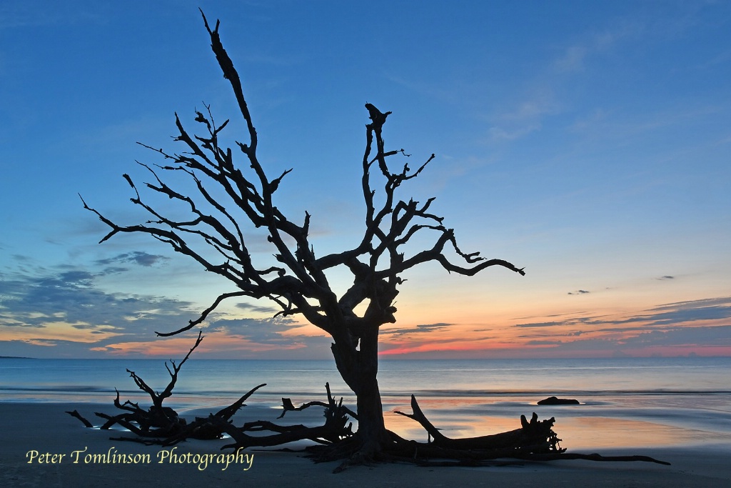 Dawn, Driftwood Beach