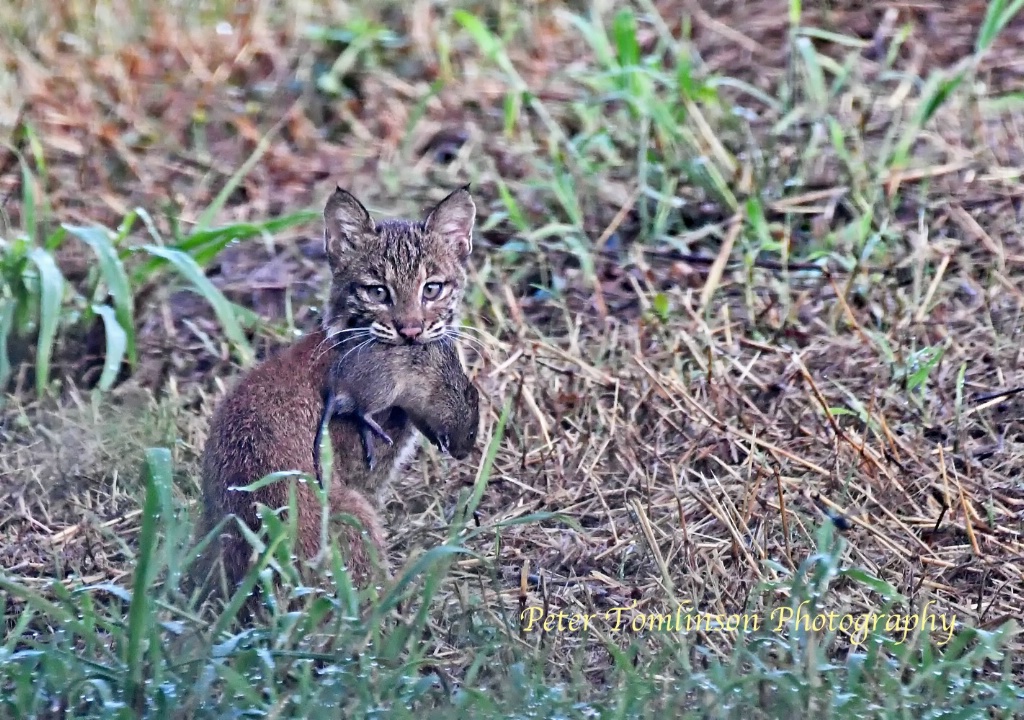 Bobcat kitten with prey