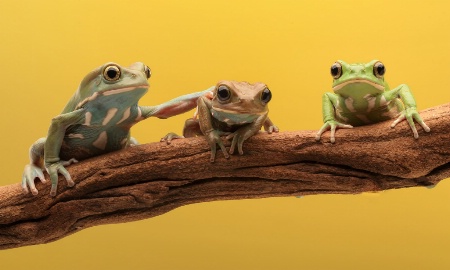 Three Frogs