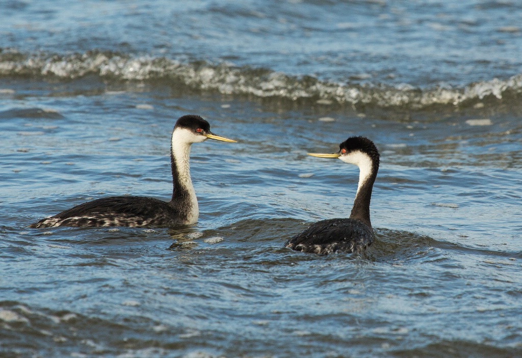 Beak to Beak