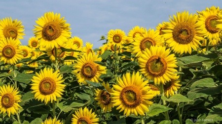 Sunflowers7