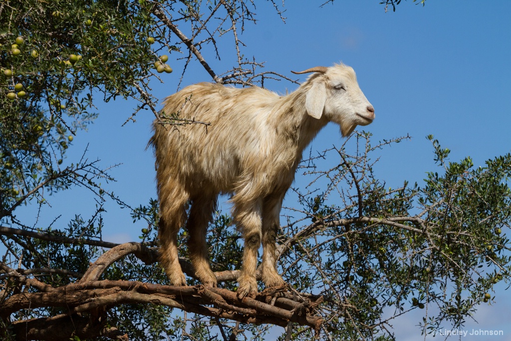 Climbing a Tree