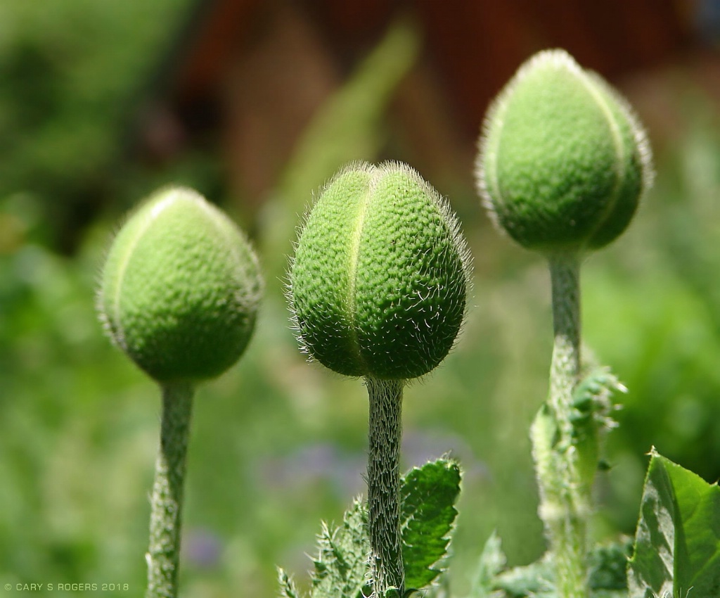 The BUD Poppy Trio