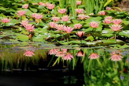 Pretty Pink Pond Reflections