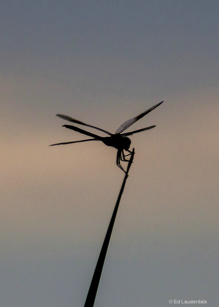 Sunrise Silhouette 