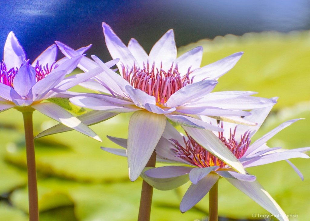 Lily Pond