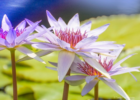 Lily Pond