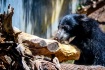 Sweet bear