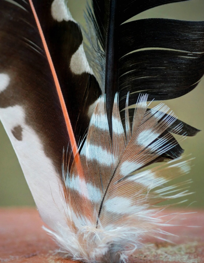 Collection of Feathers