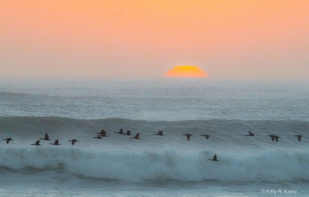 Sunset and Cormorants