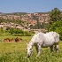 © Nancy Auestad PhotoID# 15617822: Out grazing alone 