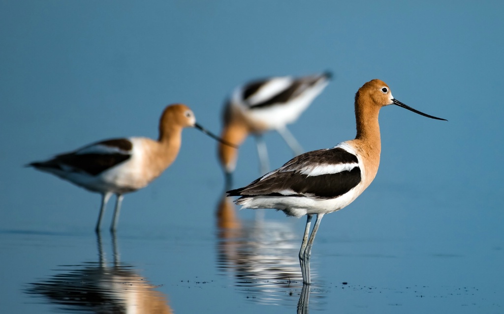 American Avocets 