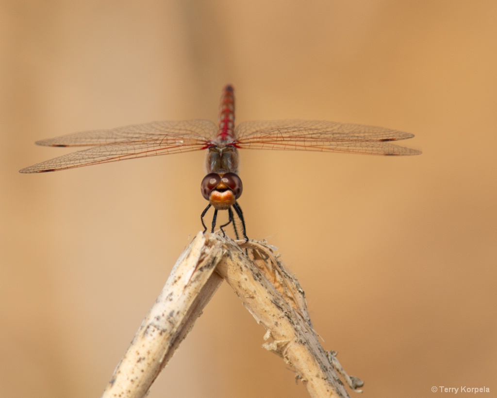 Dragonfly (VARIEGATED MEADOWHAWK) - ID: 15617841 © Terry Korpela