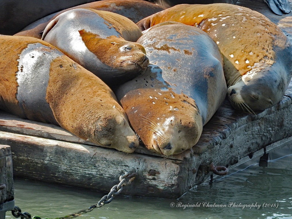 Sleepy Sea Lions