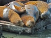 Sleepy Sea Lions