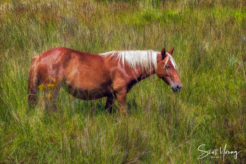 Wild Horse of Corolla; Currituck NWR, NC