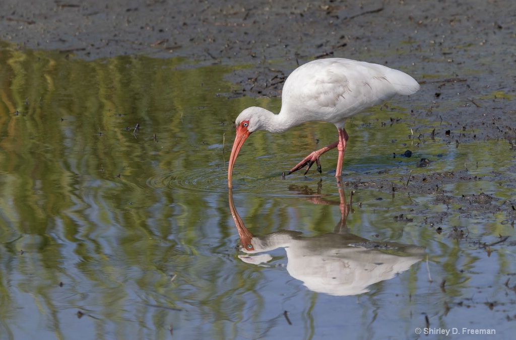 White Ibis Reflections