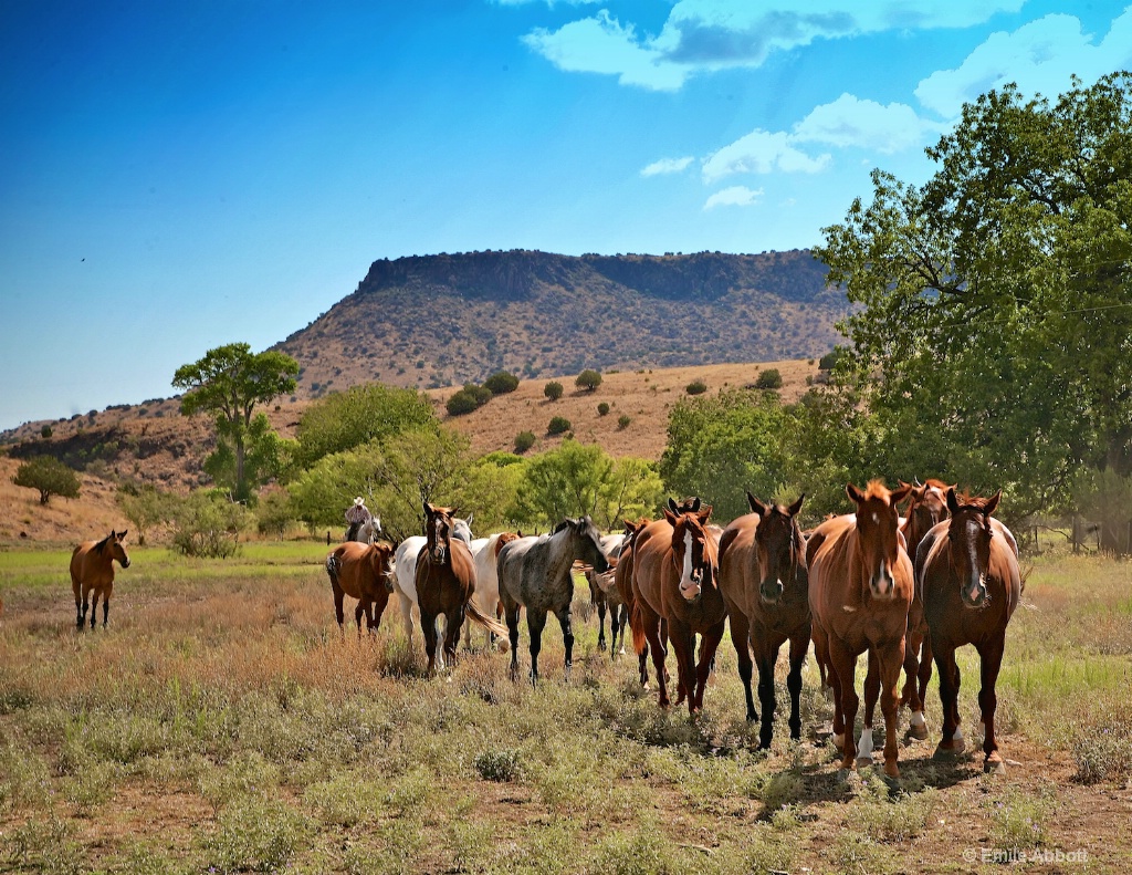 Remuda at 06 Ranch - ID: 15617988 © Emile Abbott