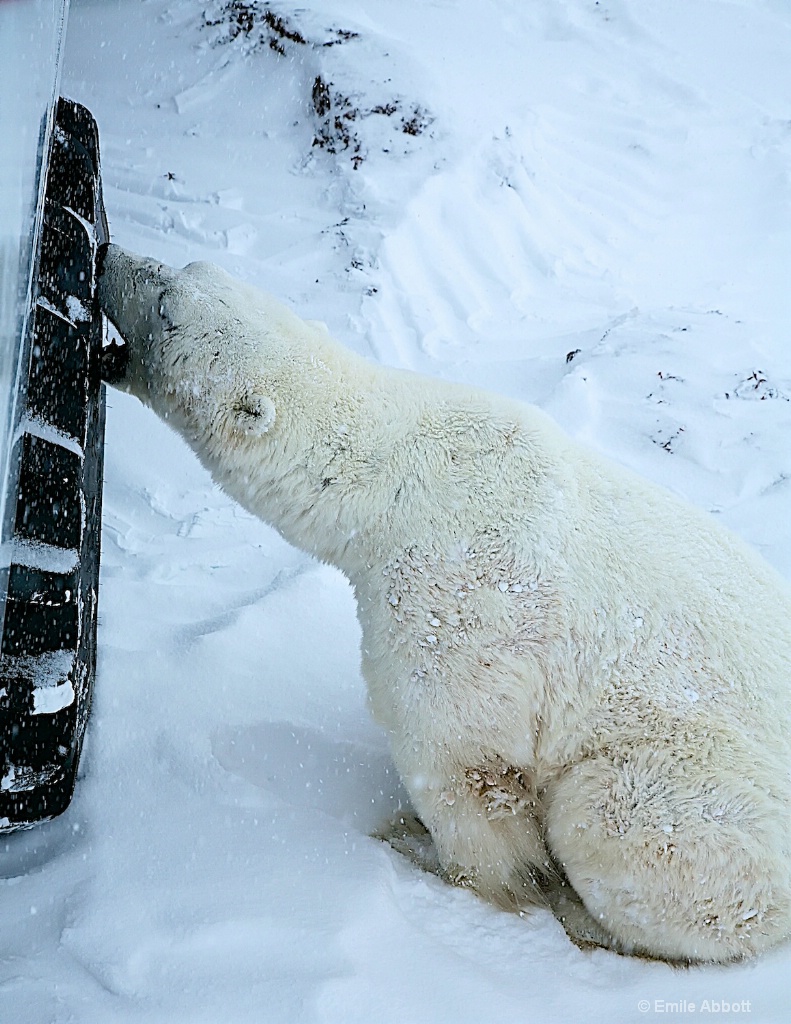 Tire for lunch - ID: 15617999 © Emile Abbott