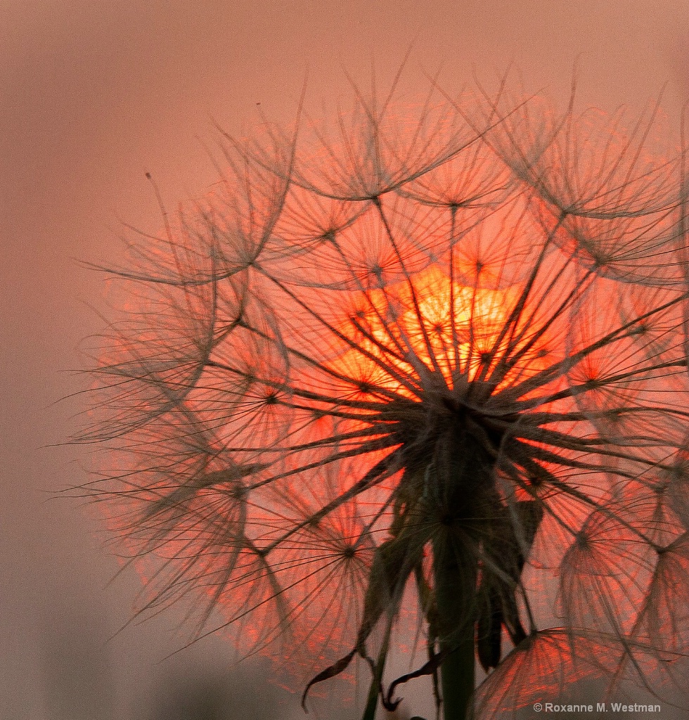 Puff ball in smoky haze