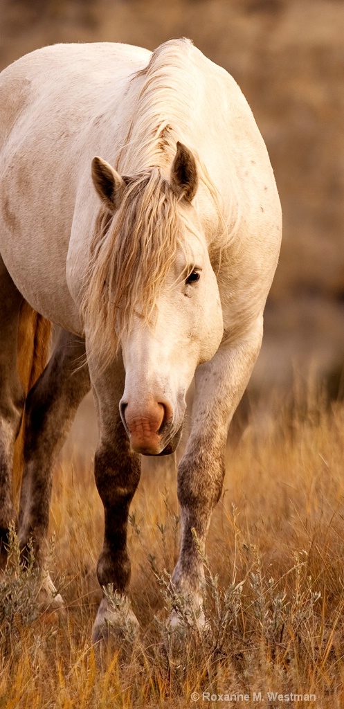 North Dakota wild horses 'Gray ghost' - ID: 15618037 © Roxanne M. Westman