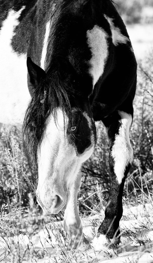 North Dakota wild horses 'Circus' - ID: 15618038 © Roxanne M. Westman