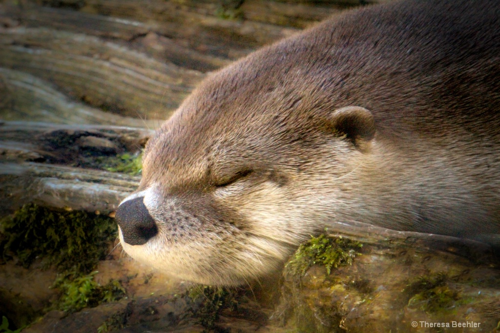 Shh . Sleeping Otter
